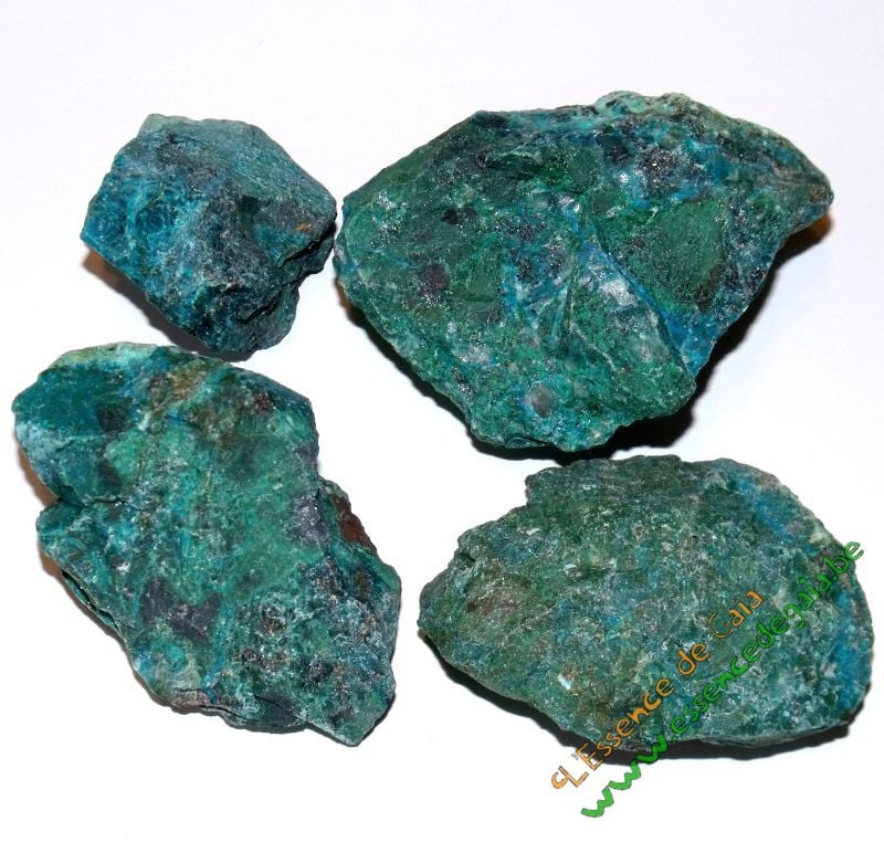 chrysocolle