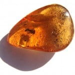 une ambre avec un insecte
