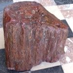 tronc de bois fossile