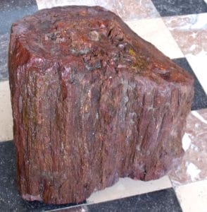 tronc de bois fossile