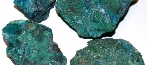 chrysocolles brutes